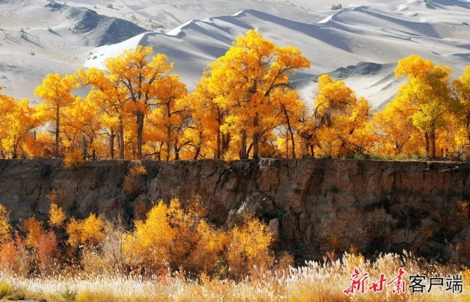 阿克塞县胡杨峡秋色浓