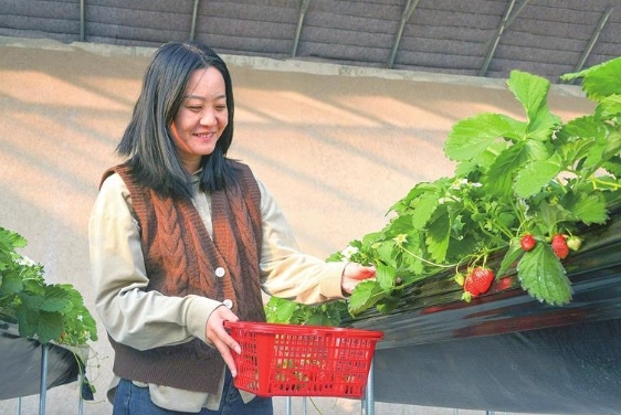 新区头茬草莓鲜甜上市