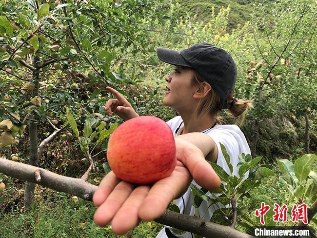 甘肃甘南旺藏：“果树认买”独辟蹊径“看着长大”的红苹果拓致富路