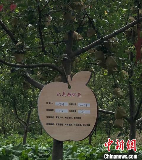 今年旺藏镇推出了果树认买的营销方式， 通过认买方式形成了供需关系。　王牧雨 　摄